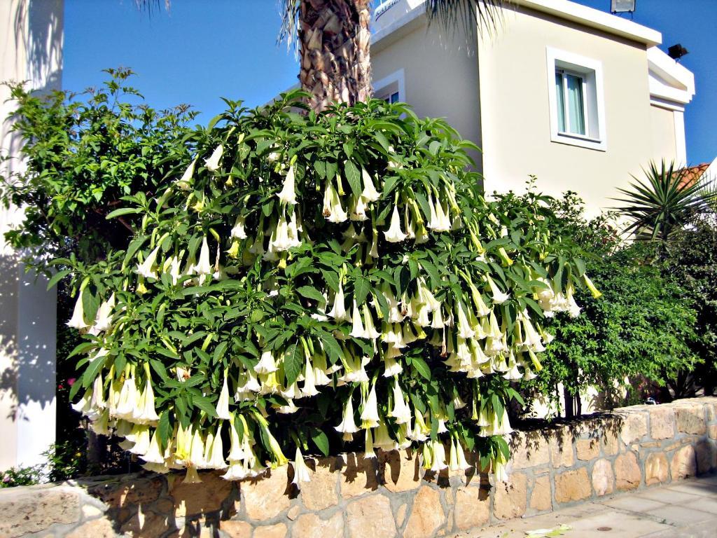 Rododafni Villas Klorakas エクステリア 写真